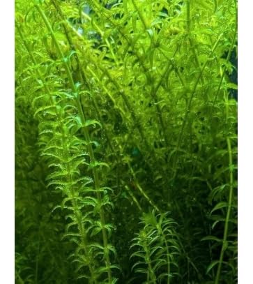 Elodea Densa Wasserpest,1 Bund (5 Stengel je ca10 cm), Sauerstoffpflanze für Süßwasseraquarium