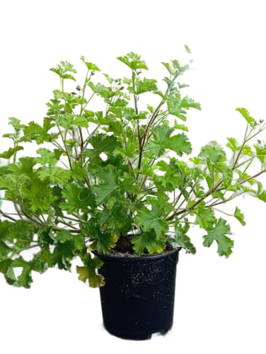 Geranio Antimosquitos para Balcones Belleza y Protección en una Sola Planta