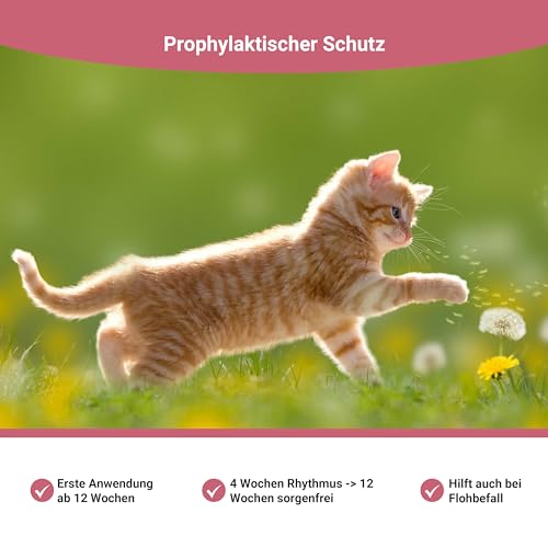 Animal Vita® Spot On Natürlicher Zeckenschutz für Katzen [zuverlässiger Schutz] natürliches Zeckenmittel für Katzen - Repellent gegen Zecken, mit Sofortwirkung