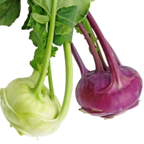 Magnif Knol Khol Combo of Green and Purple | Ganth Gobhi Combo of Green and Purple for Gardening with Hybrid Quality Seeds (B0BN1DRQQB) Amazon Price History, Amazon Price Tracker