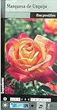 Riego abundante PLANTA TREPADORA NATURAL ROSAL MARQUESA URQUIJO 20 180CM PARA EXTERIOR FLOR BICOLOR ROJA Y AMARILLA