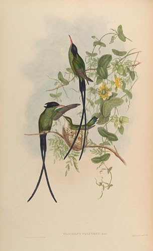 Affiche oiseau Trochilus Polytmus de John Gould en toile décorative pour mur de salon 60x90cm
