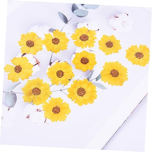 24 flores secas margaritas prensadas para manualidades miniatura 3