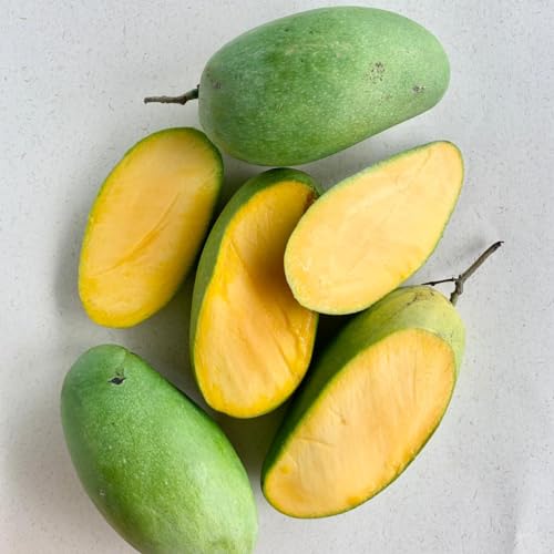 Image of Premium Dasheri Mango Plant Grafted 2-3 Feet Height - Fresh And Healthy Fruit Tree For Home Garden PB 32