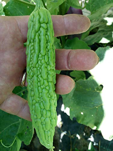 Bitter Melon, Graines de courge Amère - Momordica Charantia Cover