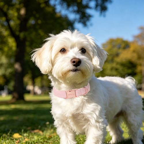 Image of ARING PET Girl Dog Collar for Puppy Small Medium Large Dogs-Pink Stripe L | Cute Female Heavy Duty Pet Collars with Metal Buckle for XS S M L XL Dogs, for City Walk Coffee Shop Visit Party Stroll