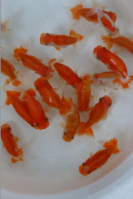 らんちゅう・琉金金魚?(3匹)とその子供達