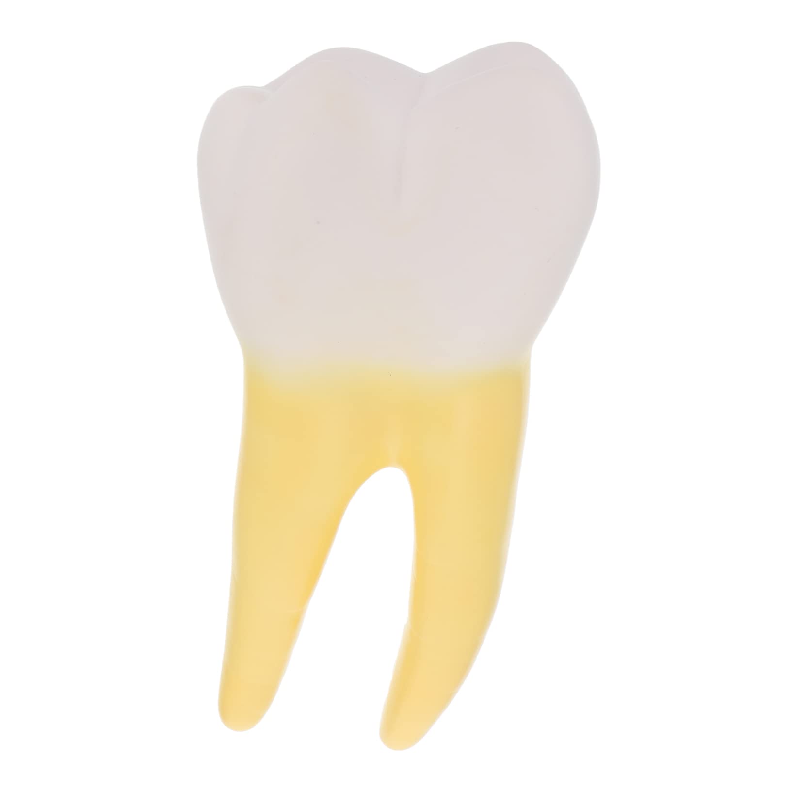 Herramienta Para Clínica Modelo Molar Para Demostración Muestra Con Detalles Realistas