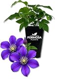 Arabella Clematis -1 Live Plant in a 2 Inch Pot - Long Blooming Purple Flowering Garden Vine - Clematis integrifolia 'Arabella'