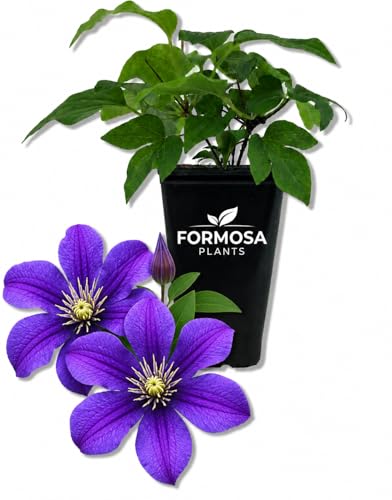 Arabella Clematis -1 Live Plant in a 2 Inch Pot - Long Blooming Purple Flowering Garden Vine - Clematis integrifolia 'Arabella'