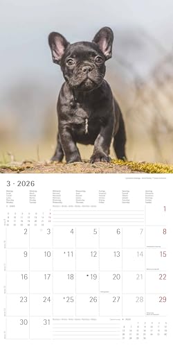 Alpha Edition - Welpen Kalender 2026 – Wandkalender 30x30 cm (30x60 cm geöffnet) – Für Hundeliebhaber – 12 süße Hundefotografien, viel Platz für Notizen, mit Feiertagen & Ferienterminen: Puppies