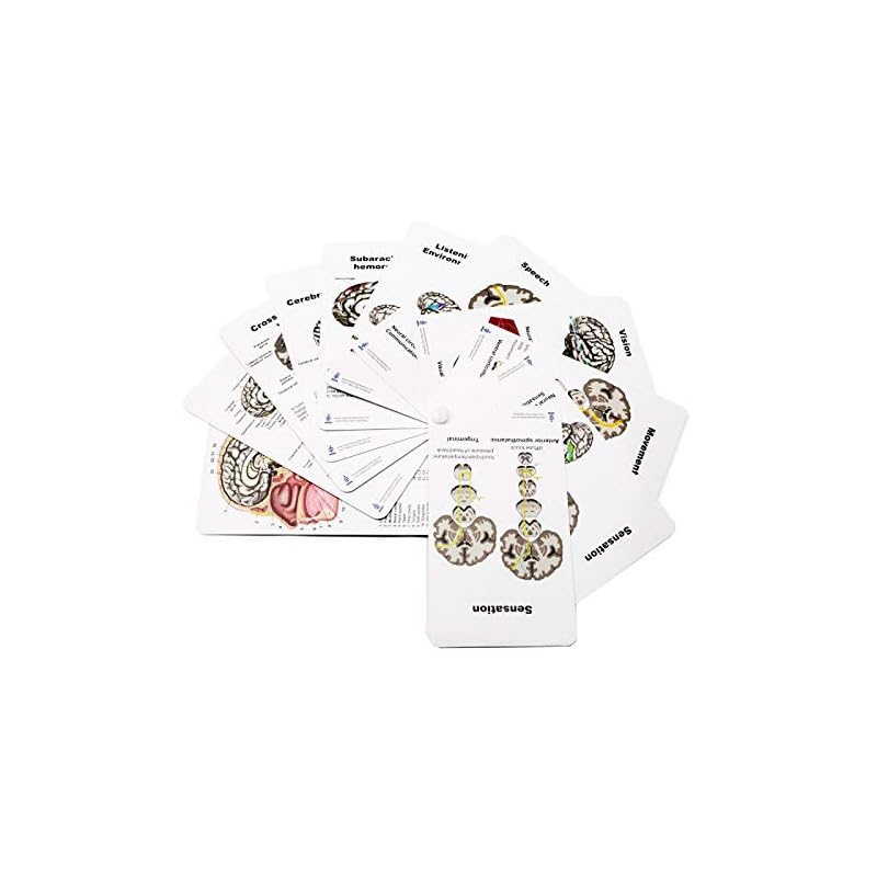 Human Brain Anatomy Model Doctor Psychology Graduation Gifts for Him Her, 3D Laser Etched Crystal Cube Brain Figure keychain Science Biology Gift with Colorful Pocket Chart, sticky notes and more