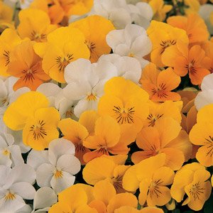 Viola Sorbet XP Citrus Mix 1,000 Seeds