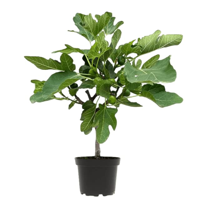 Árbol de Higuera |DECOALIVE | Planta Natural | Árbol Frutal Mediterráneo