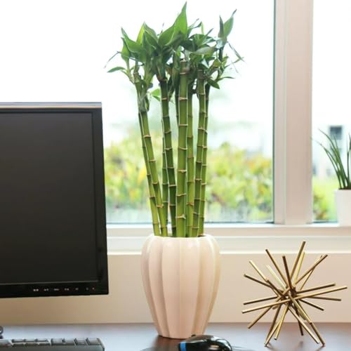 Carbeth Plants Lucky Bamboo 3 Straight Stems - Dracaena Sanderiana