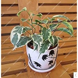 20 PCS/Bag Ficus Benjamina Bonsai Tree Bonsai Flowers Potted Bonsai Variety Complete The Budding Rate 95% (Mixed Colors): Only Seeds