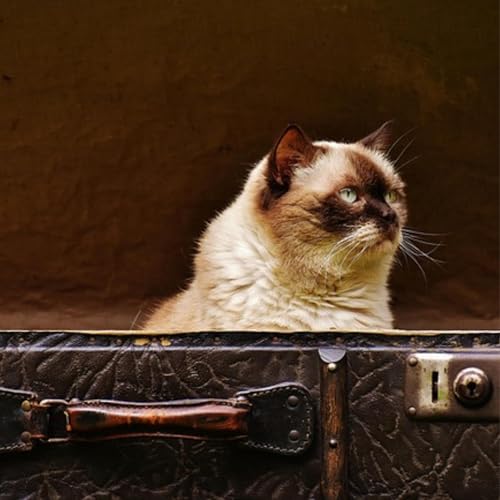 Page de couverture de Cat's Choice: When Your Human Mom Travels