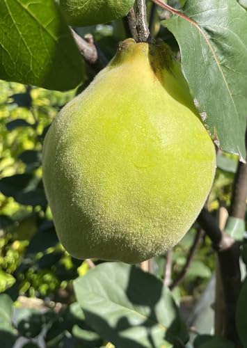 Ayva Shirin, Türkische Süßquitte, Honigquitte, Quitte, Quittenbaum, Айва