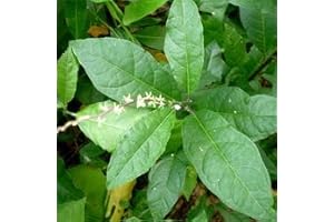 Purelifeherbs Anamu Loose Leaves