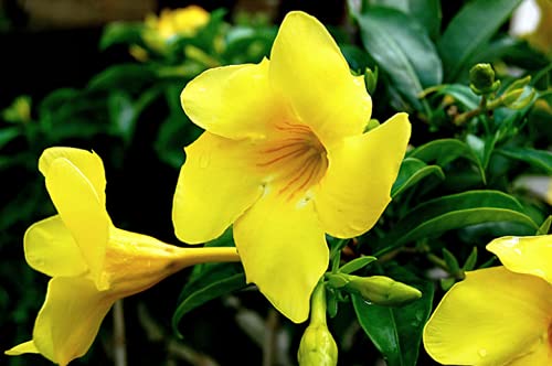 Yellow Mandevilla Live Plants (5-9) - Pack of 2 (Two) - Rare Golden Rocktrumpet Vine - Heat Tolerant - Fast Growing Tropical Patio Climber - Hummingbird Magnet for Outdoor Containers