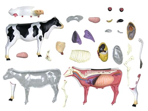 Modèle anatomique de vache 4D AMITD avec 29 pièces pour étude - 6