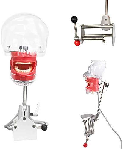 Dental Simulador Maniquí Phantom Cabeza Dientes Modelo Entrenamiento Banco Montaje en Escritorio