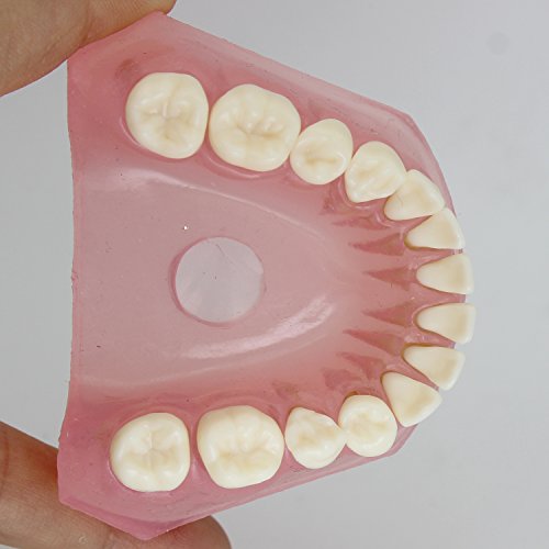 Dental Implant Teeth Model Study Teach Standard Model With Removable Teeth #TOP4
