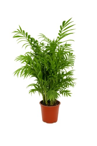 Bergpalme ca. 60 cm – Chamaedorea Elegans Zimmerpflanze für Innenräume, Luftreinigend, Pflegeleicht, Ideal für Wohnzimmer & Büros