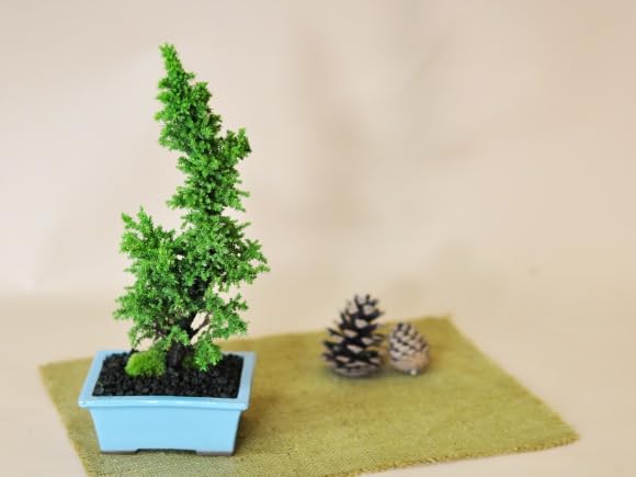 Amazon.co.jp: 盆栽妙 八房杉 杉 盆栽 ミニ盆栽 鉢植え プレゼント