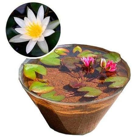 Amazon Co Jp ビオトープ めだか 姫スイレン 白 楊貴妃メダカ ガラス鉢セット白 説明書付 本州四国限定 休眠株 ペット用品