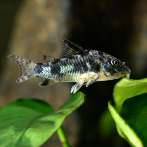 Swimming Creatures Live Corydoras Catfish Peaceful Freshwater Bottom Dweller for Community & Planted Aquariums (4 Peppered CORYDORAS)