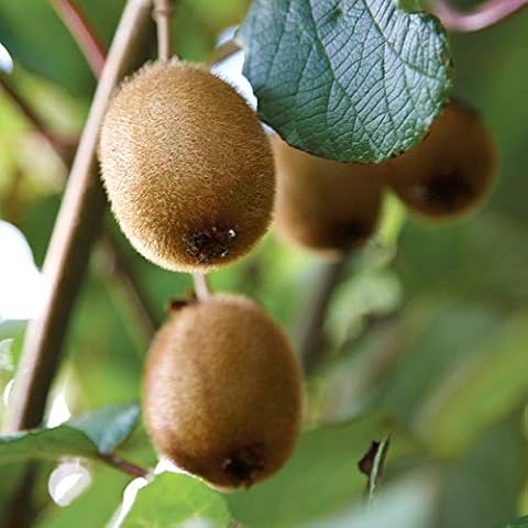 YouGarden Kiwi Fruit Plant, Actinidia 'Jenny' Cover