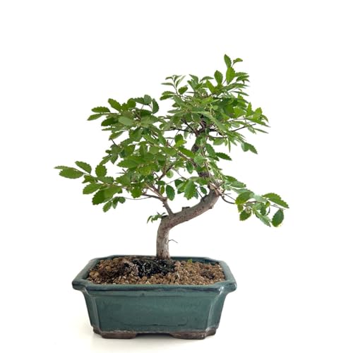 Bonsái Enano Natural Árbol Natural Mini