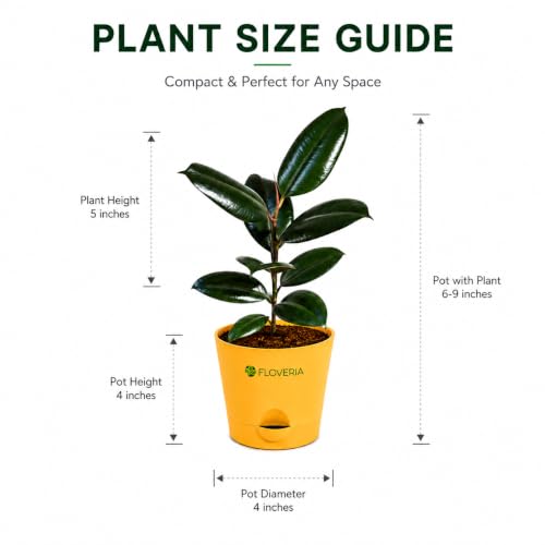 Image of Rubber Plant Indoor Live Plant with Pot | Natural Air Purifying House Plant | Low Maintenance Indoor Plant for Home & Office | Decorative Ficus Elastica Live Plant for Living Room