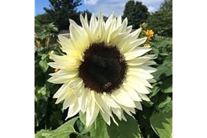 Pack of 50 Park Seed Procut White Nite Sunflower Seeds