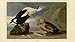 FrameTheTV hd-audubon Digital Hi-Definition USB TV Art - Audubon Society's Birds of North America