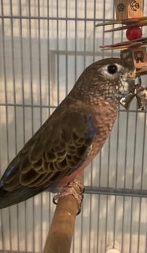 Episode #184 Feathered Friends & Parrot Fever
