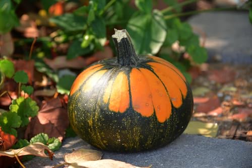 Ornamental Gourd Batwing Mix Seeds, Orange-Green Semi-Bush Plant, 7 cm Decorative Fruits (10 Seeds)