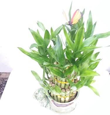 Miniatura 1 de Vive - Planta de bambú de la suerte de 3 capas con rana feliz y maceta de cerámica hecha a mano 38 tallos