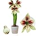 Amaryllis Zwiebel Papilio - 1 Blumenzwiebel in Großformat 20/22 - Exklusive Blumenzwiebeln Amarillis - Echte Pflanzen aus Holland - Hippeastrum Zwiebeln (keine Samen, Wachs und nicht künstlich)