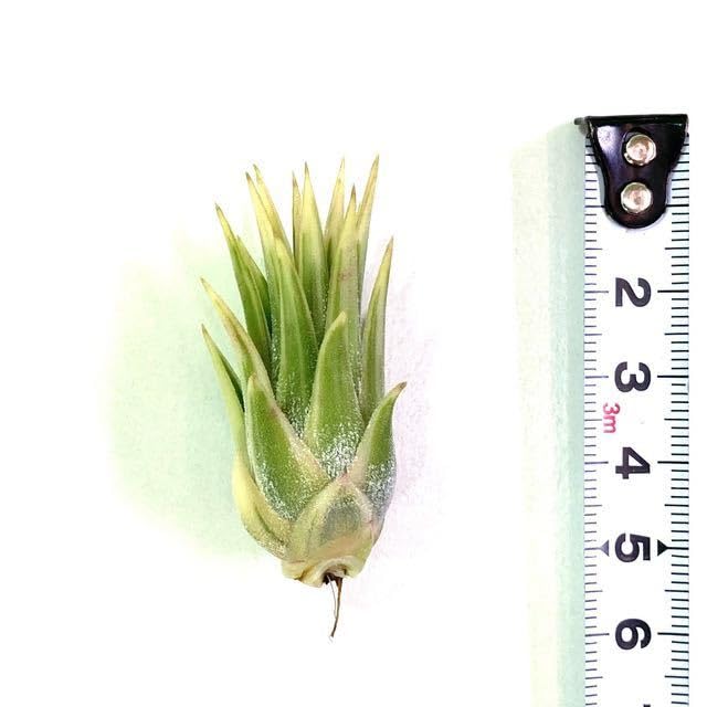 Amazon.co.jp: (現品) チランジア イオナンタ 'アルボマージ