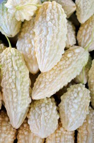 Melon Seeds for Planting (10 Seeds) - Grow Your Own Food (White Bitter Melon)