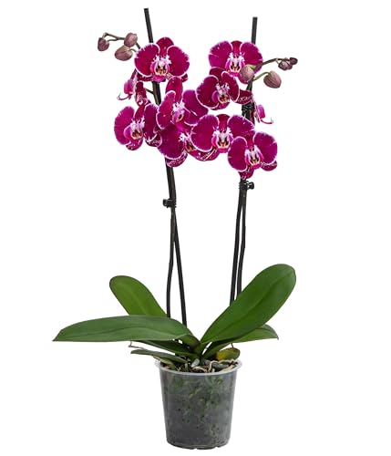 Dehner Schmetterlingsorchidee Binty, Phalaenopsis cultivars, zweitriebig, dunkelrot-pinke Blüten, 50 cm inkl. Pflanztopf, Ø Topf 12 cm, Zimmerpflanze