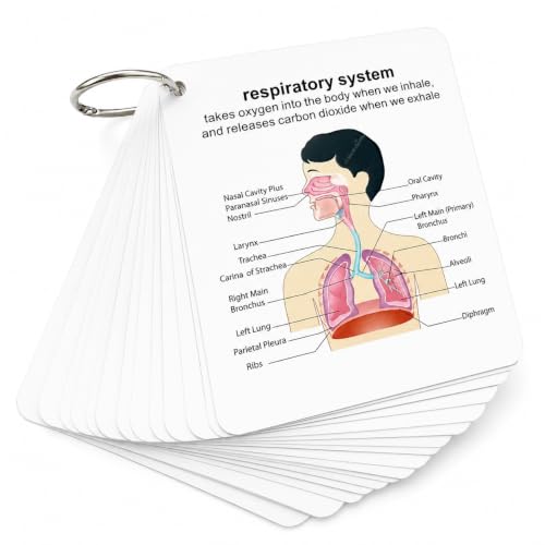 Human Body System Anatomy Flashcards