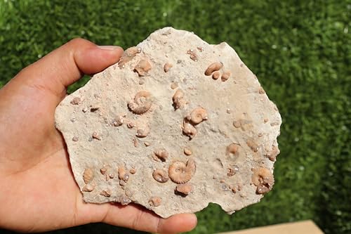 Image of Ammonites & Gastropods Plate Cretaceous Fossils Fossils from Morocco Fossil Rock ammonites Fossil from Morocco A112