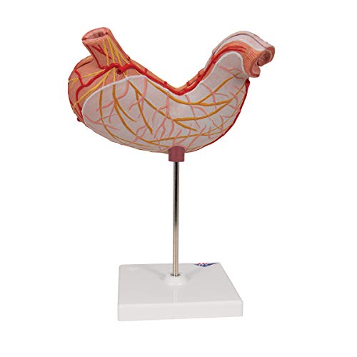 Image of 3B Scientific K15 Stomach Model - 3B Smart Anatomy