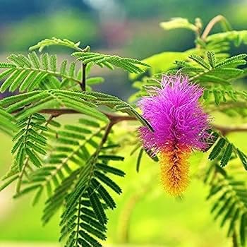 Sami Medicinal Live Plant Sanidev Shami Pooja Plant Sami plant for home and Garden,Ideal for Indoor and Outdoor Spaces (pack of 1)