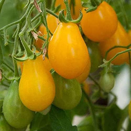 Golden Hills Farm Yellow Pear Tomato Seeds - Vegetable Seeds Heirloom Cherry Tomato 40-45+ seeds (B09HL2QNSL) Amazon Price History, Amazon Price Tracker