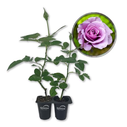 Lagerfeld Rose Bush - 2 Live Starter Plants in 2 Inch Pots - Beautifully Fragrant Heirloom Rose from...