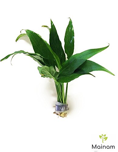 Spathiphyllum Wallisii Bundle Live Aquarium Decorations Aquatic Plants for Fish Tank by Mainam